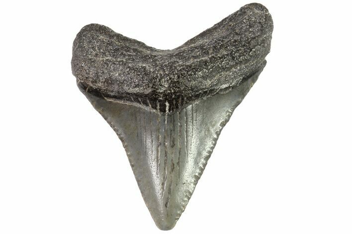 Baby Megalodon Tooth - Georgia #83714